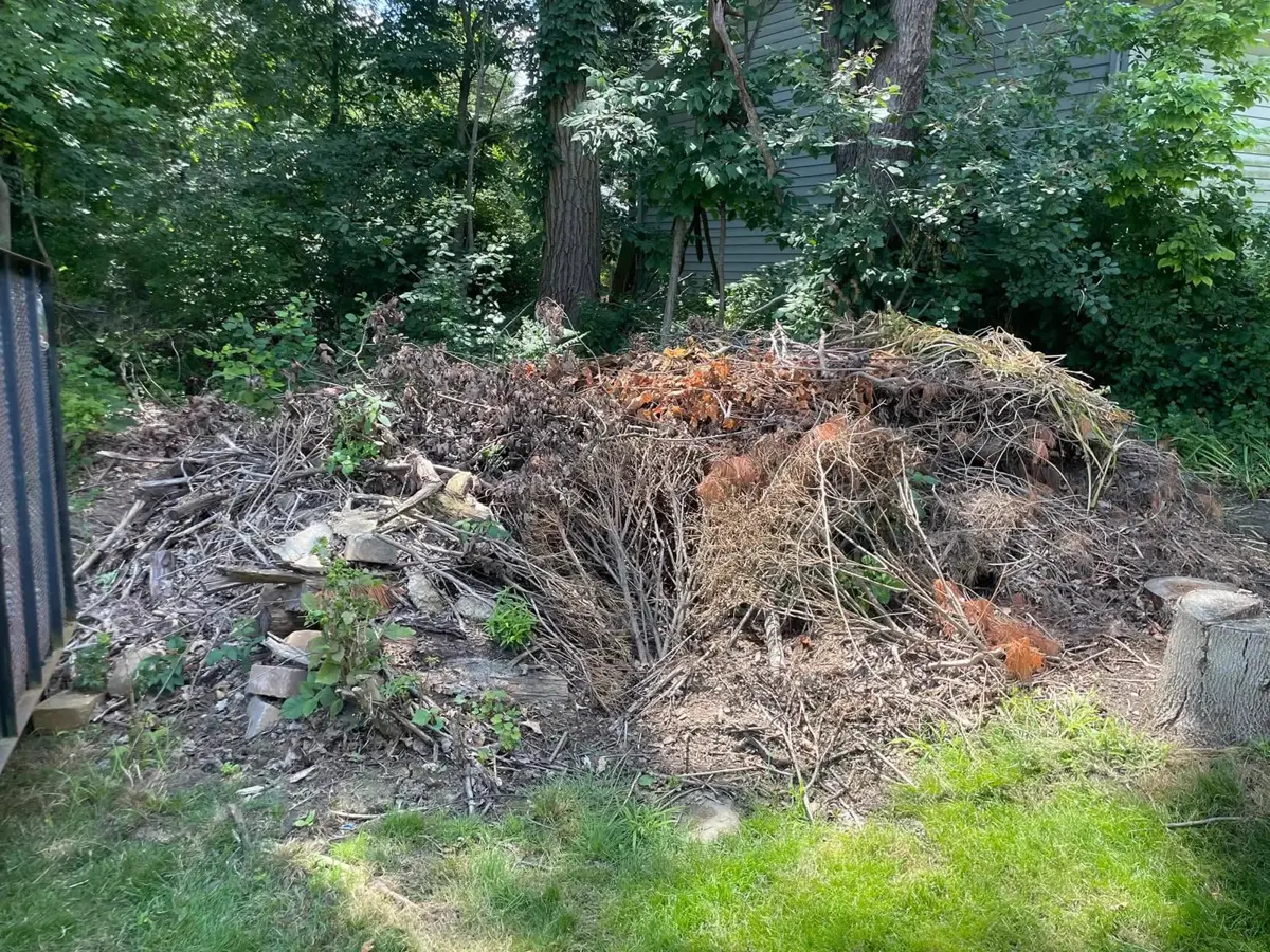 Yard before brush removal — overgrown brush